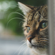 Imagen para el artículo titulado Psicólogos desarrollan un cuestionario para determinar si tu gato es psicópata